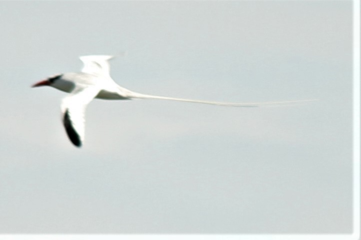 Red-billed Tropicbird - ML92890541