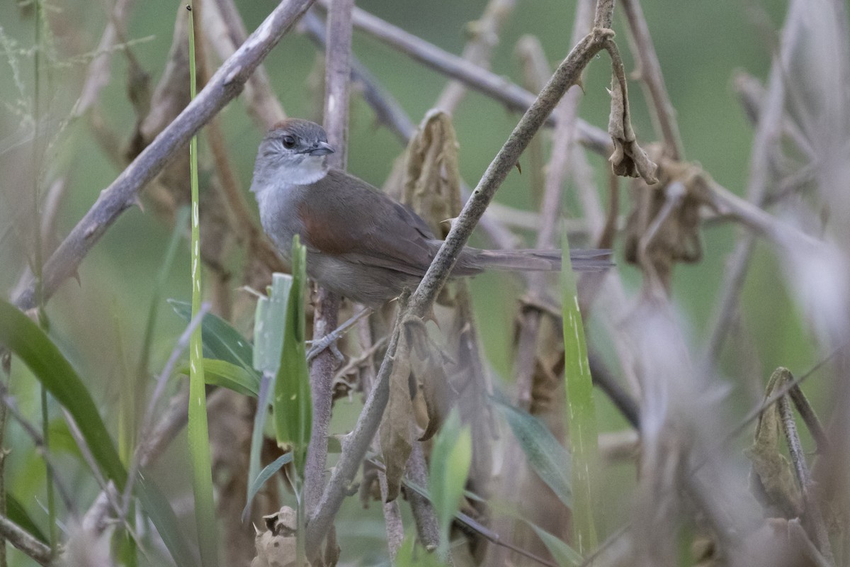 Pale-breasted Spinetail - ML92891461