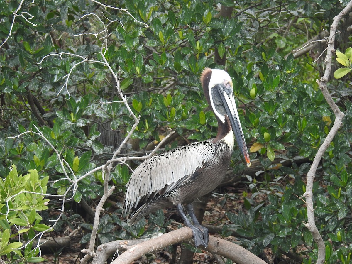 Brown Pelican - ML92891791