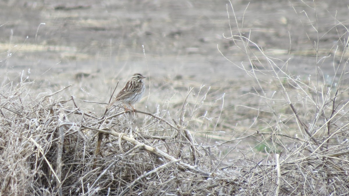 Savannah Sparrow - ML92891991