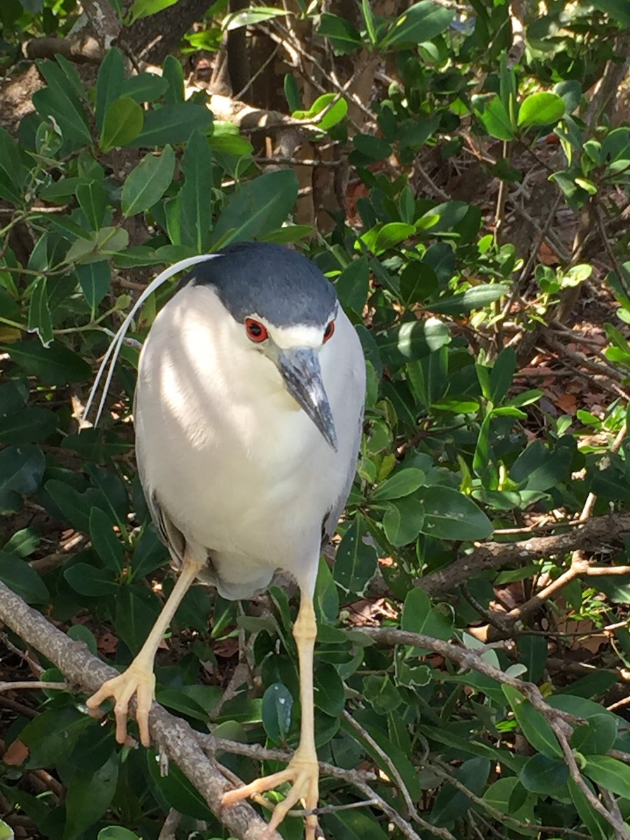 Black-crowned Night Heron - ML92892061