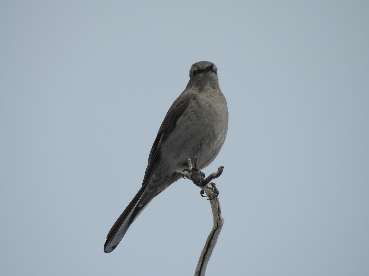 Townsend's Solitaire - ML92892131