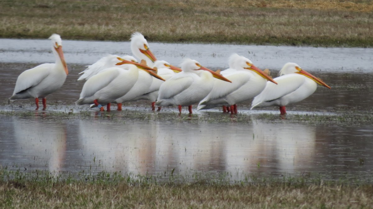 American White Pelican - ML92892491