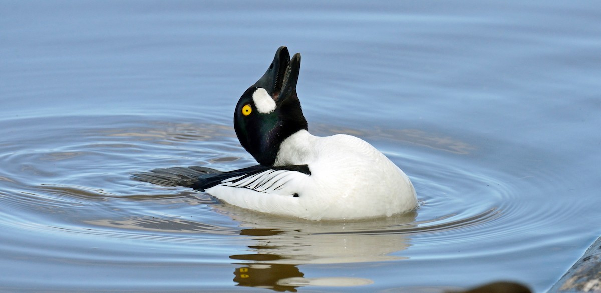 Common Goldeneye - Robert Plante