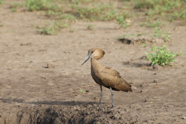 Hamerkop - Gary Brunvoll