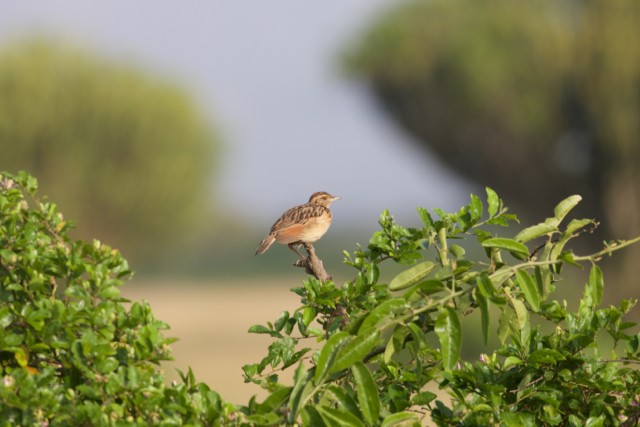 Rufous-naped Lark - Gary Brunvoll