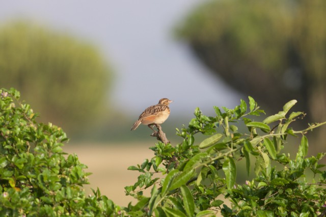 Rufous-naped Lark - Gary Brunvoll