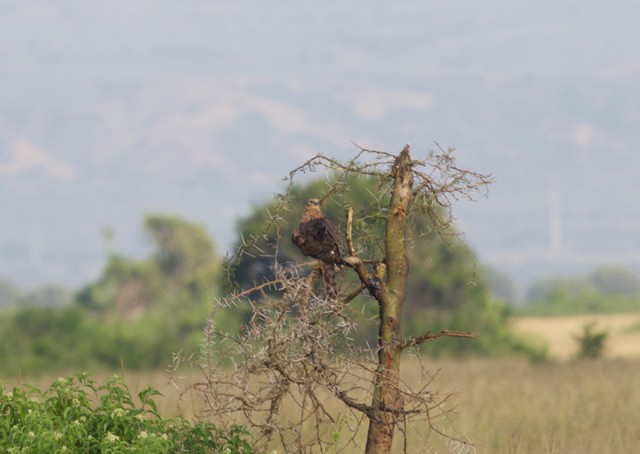 Pallid Harrier - ML92894911