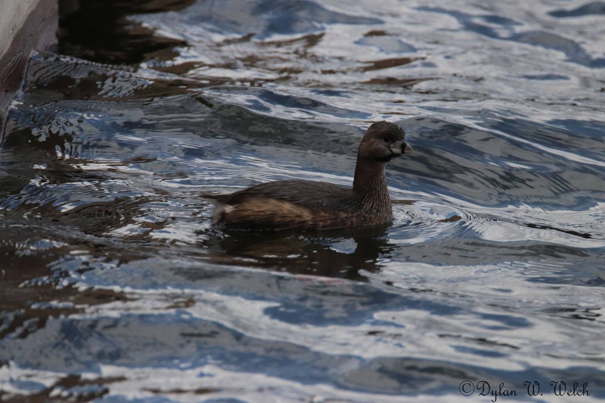 Pied-billed Grebe - ML92895011