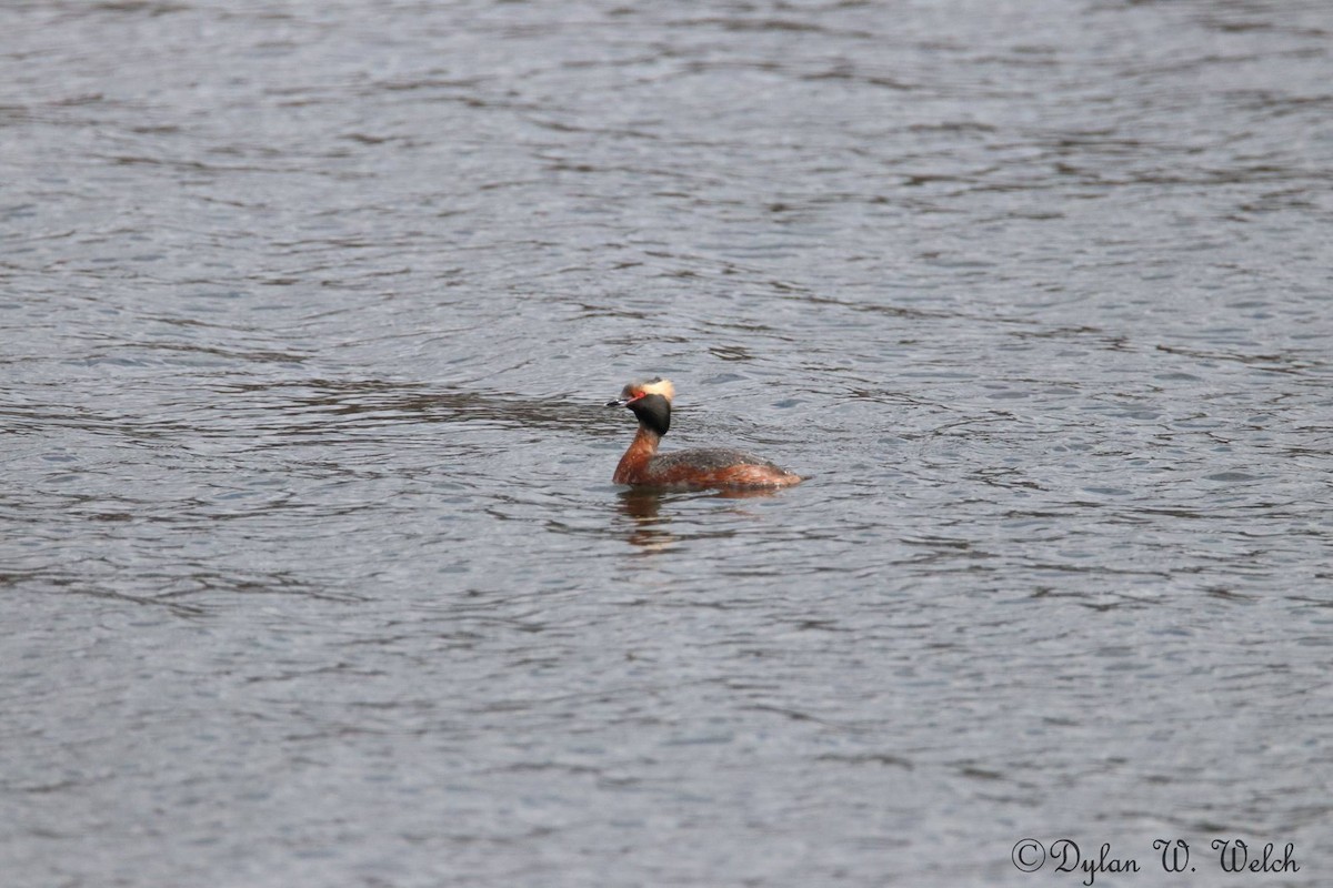 Horned Grebe - ML92895051