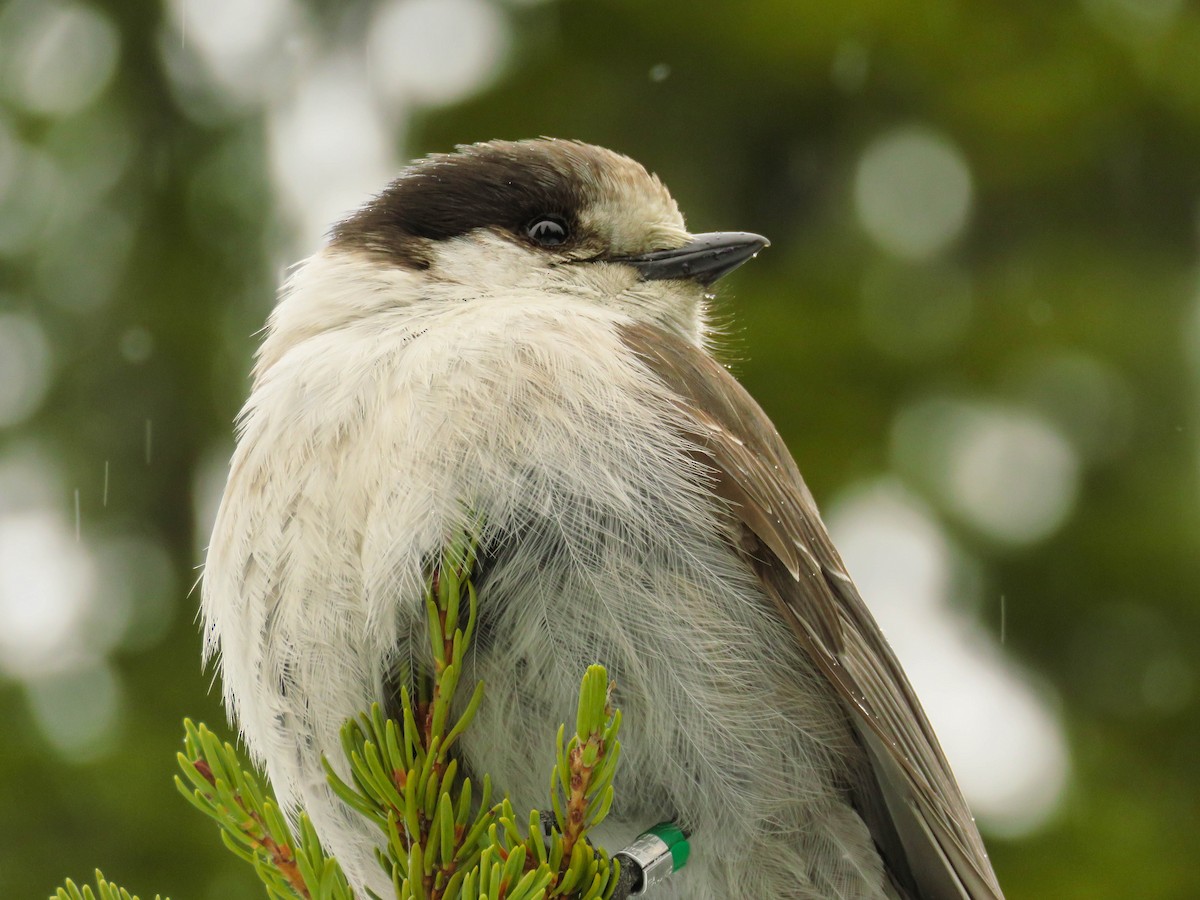 Canada Jay (Pacific) - ML92895121