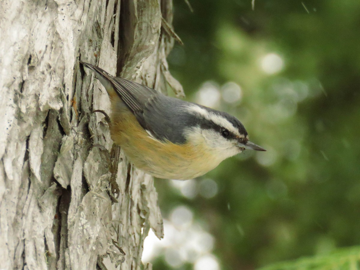 Red-breasted Nuthatch - ML92895161