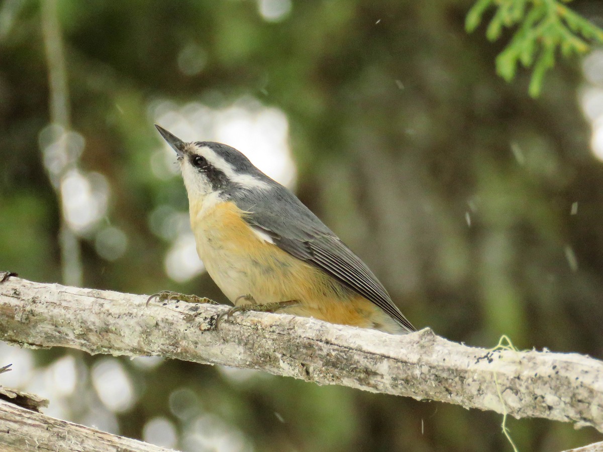 Red-breasted Nuthatch - ML92895181