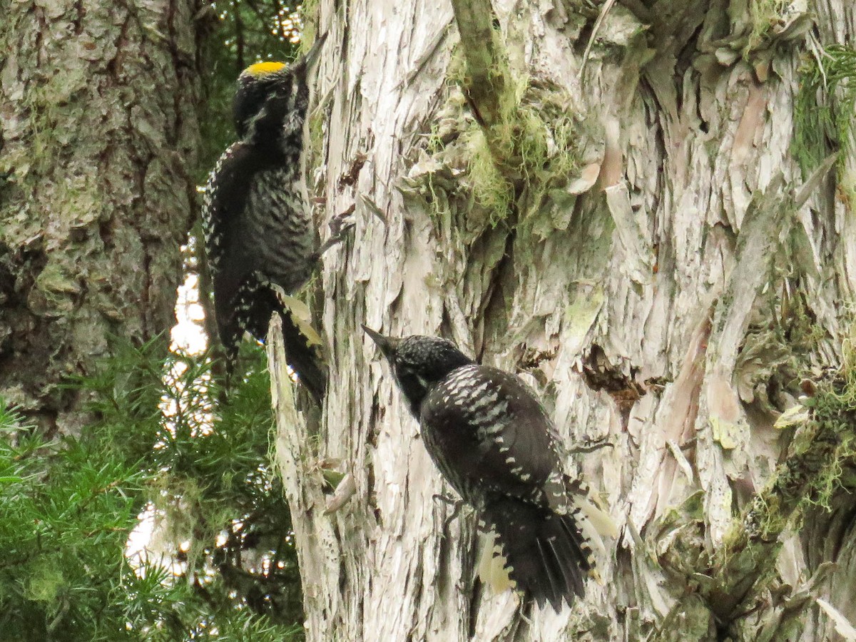 American Three-toed Woodpecker - ML92895261