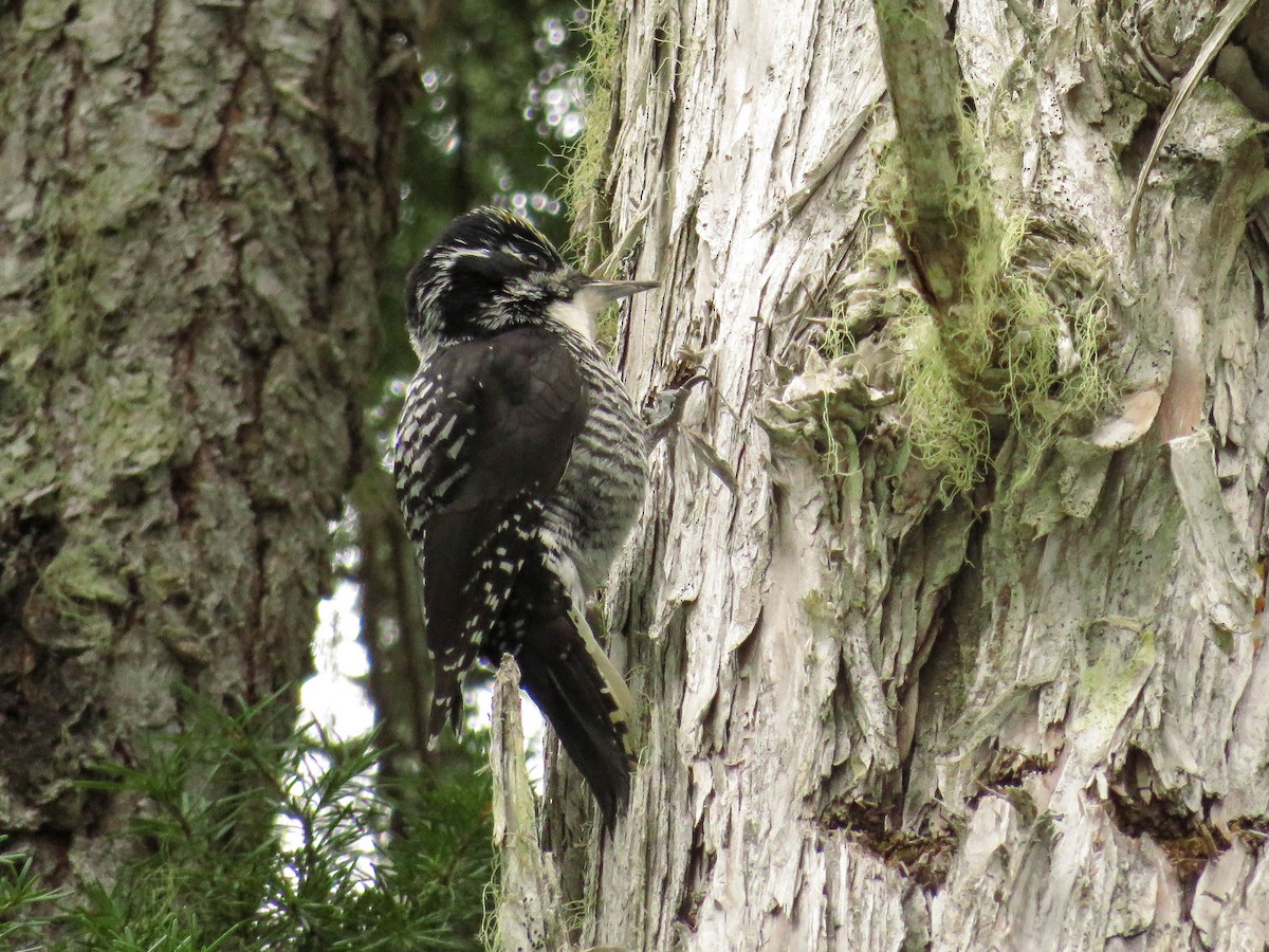 American Three-toed Woodpecker - ML92895301