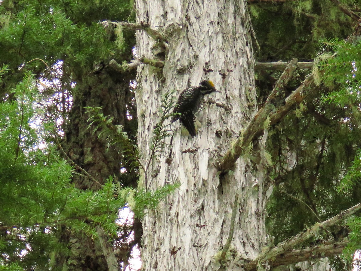 American Three-toed Woodpecker - ML92895311