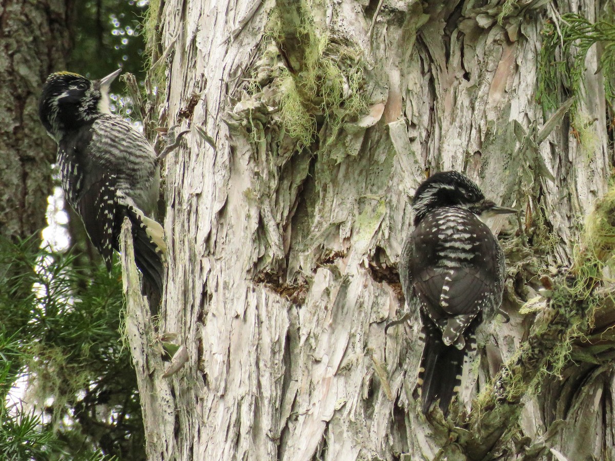 American Three-toed Woodpecker - ML92895341