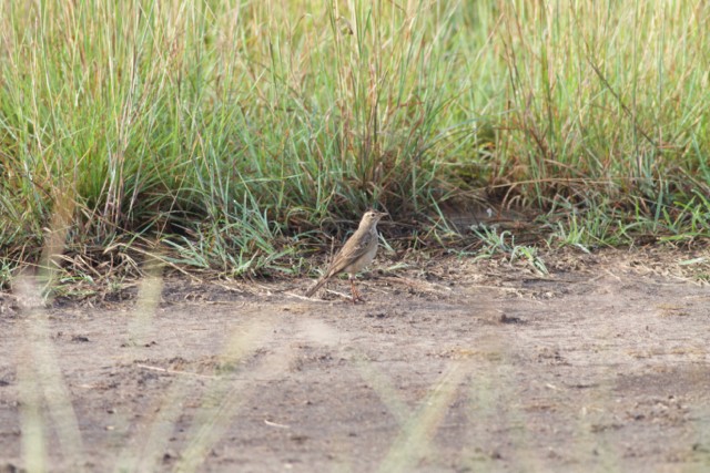 Plain-backed Pipit - Gary Brunvoll