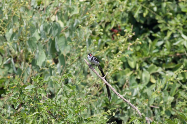 Pin-tailed Whydah - Gary Brunvoll