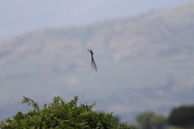 Pin-tailed Whydah - Gary Brunvoll