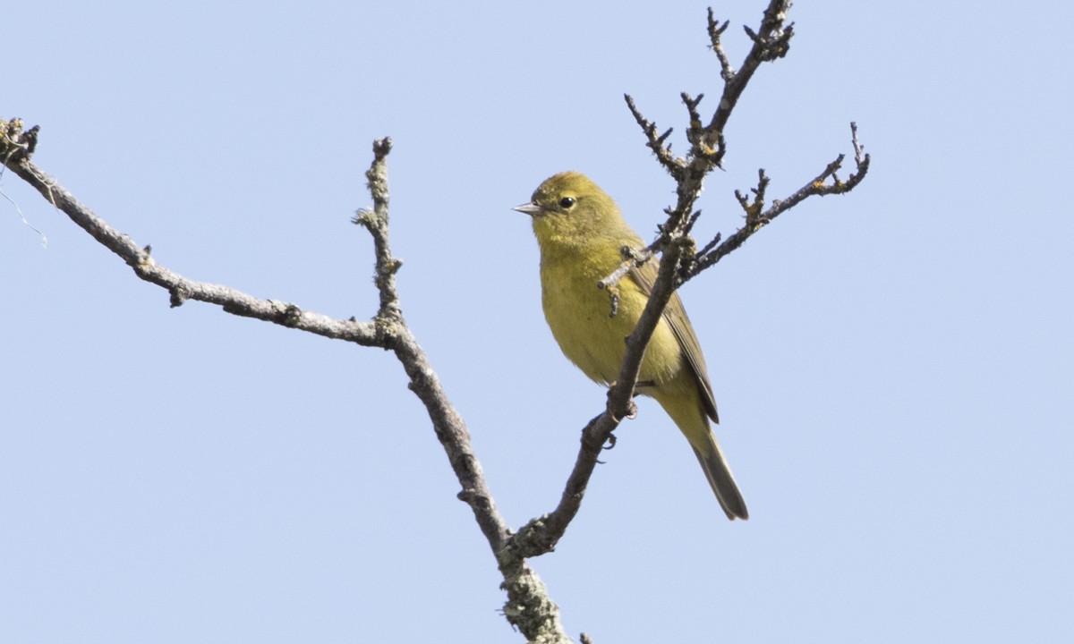 Orange-crowned Warbler (lutescens) - Brian Sullivan