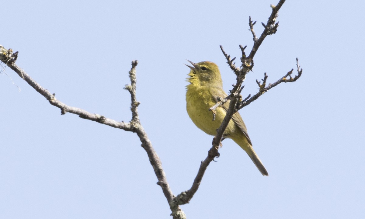 Orange-crowned Warbler (lutescens) - ML92895911