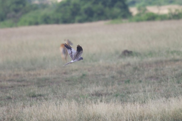 Montagu's Harrier - ML92896371