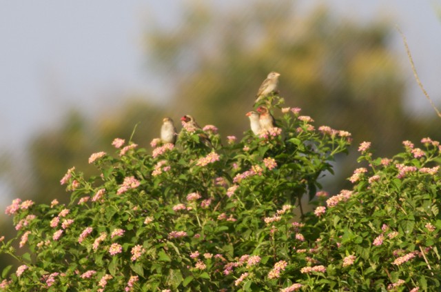 Red-billed Quelea - Gary Brunvoll