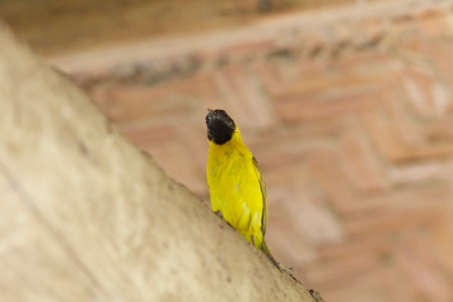 Slender-billed Weaver - ML92898671