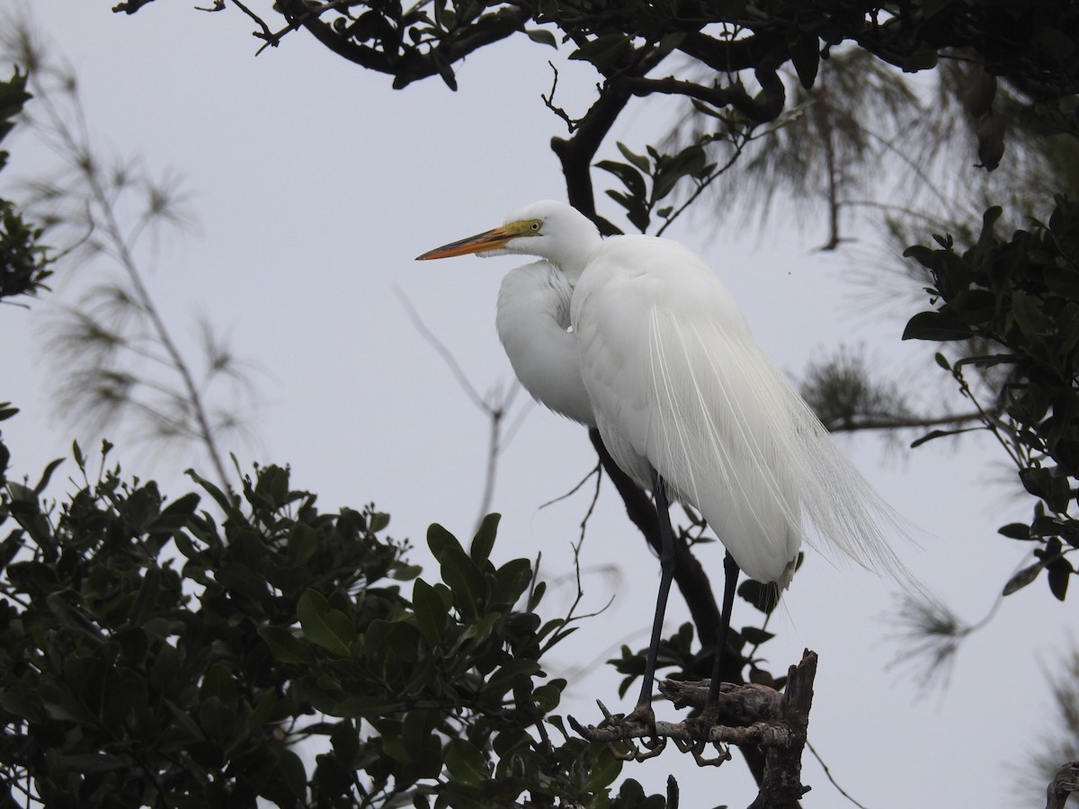 Great Egret - ML92899521