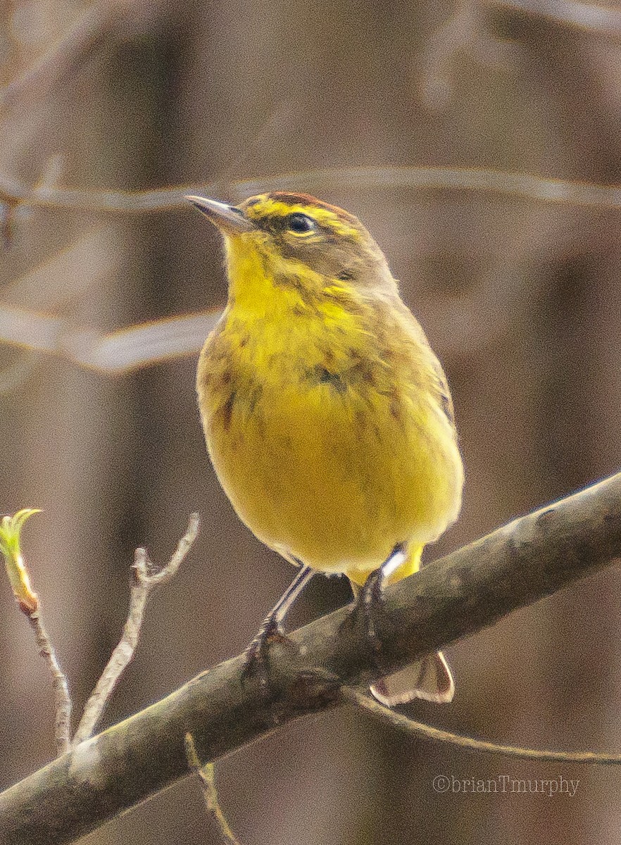 Palm Warbler - ML92901321