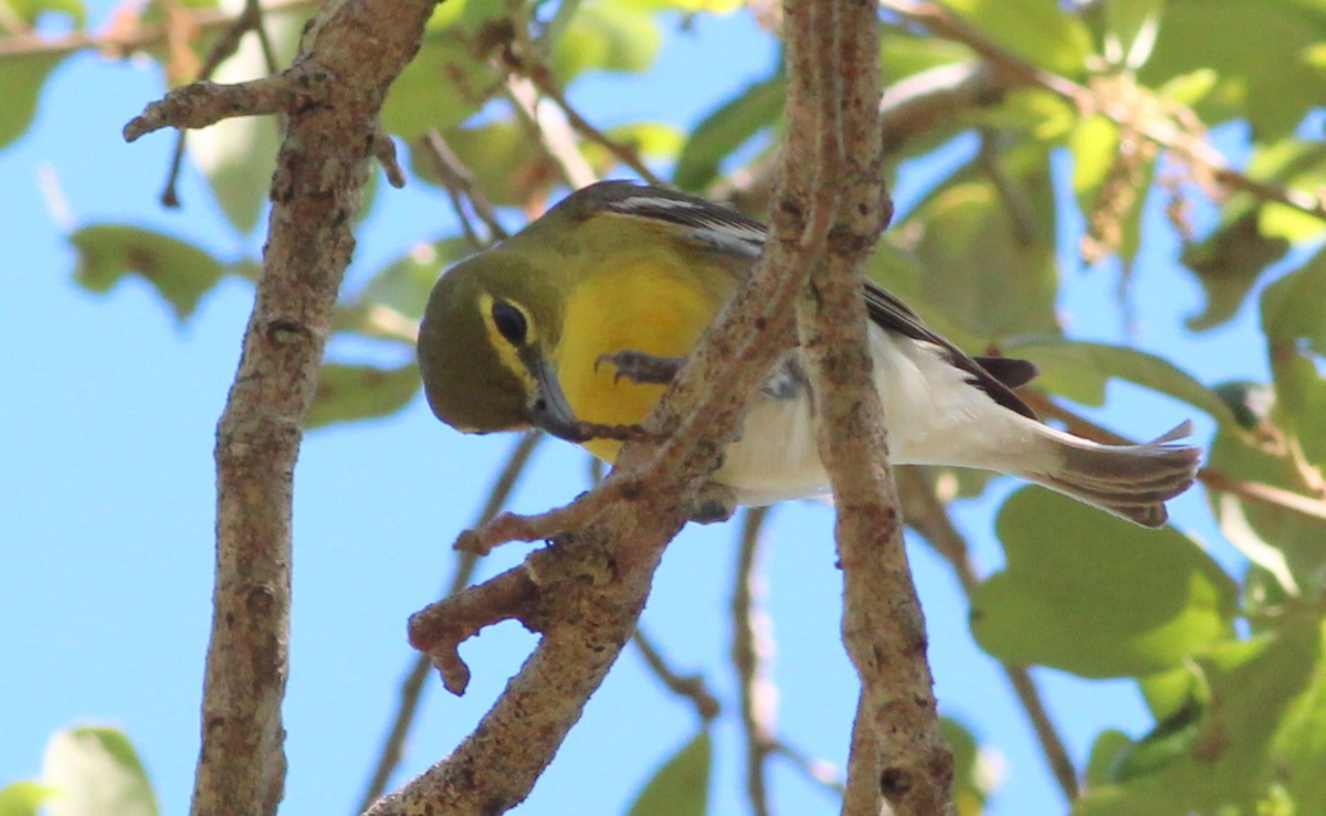 Yellow-throated Vireo - ML92902551