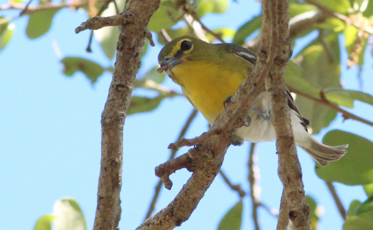 Yellow-throated Vireo - ML92902571