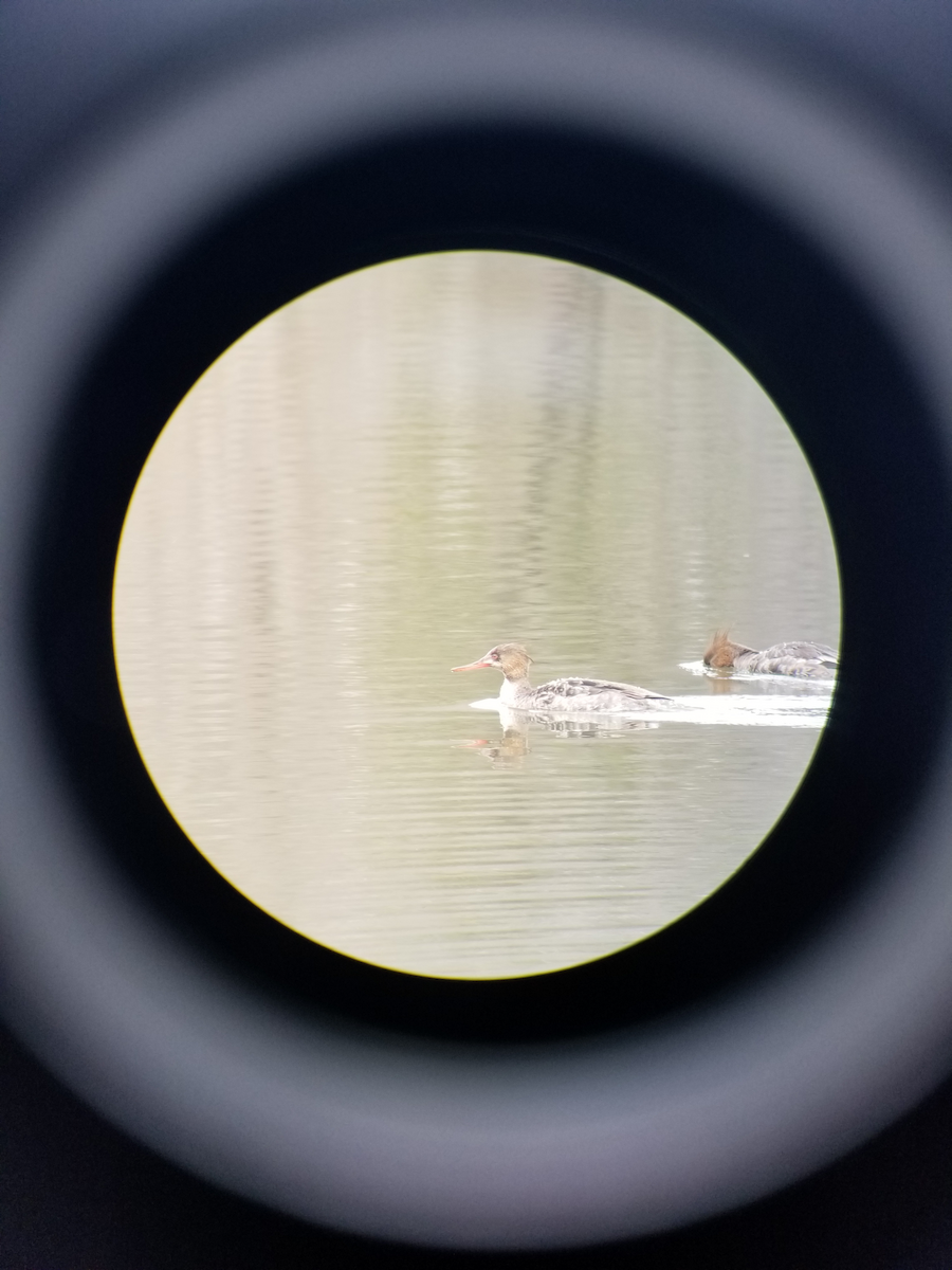 Red-breasted Merganser - ML92903211