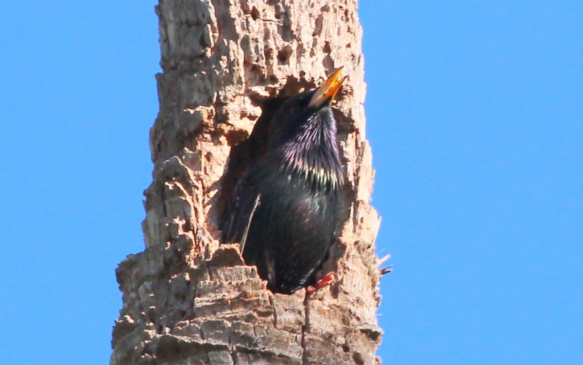 European Starling - ML92903911