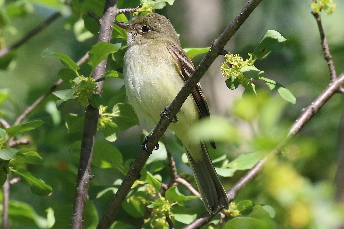 Alder Flycatcher - ML92907051