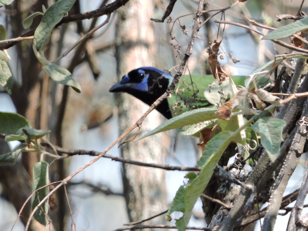 Green Jay - ML92907251