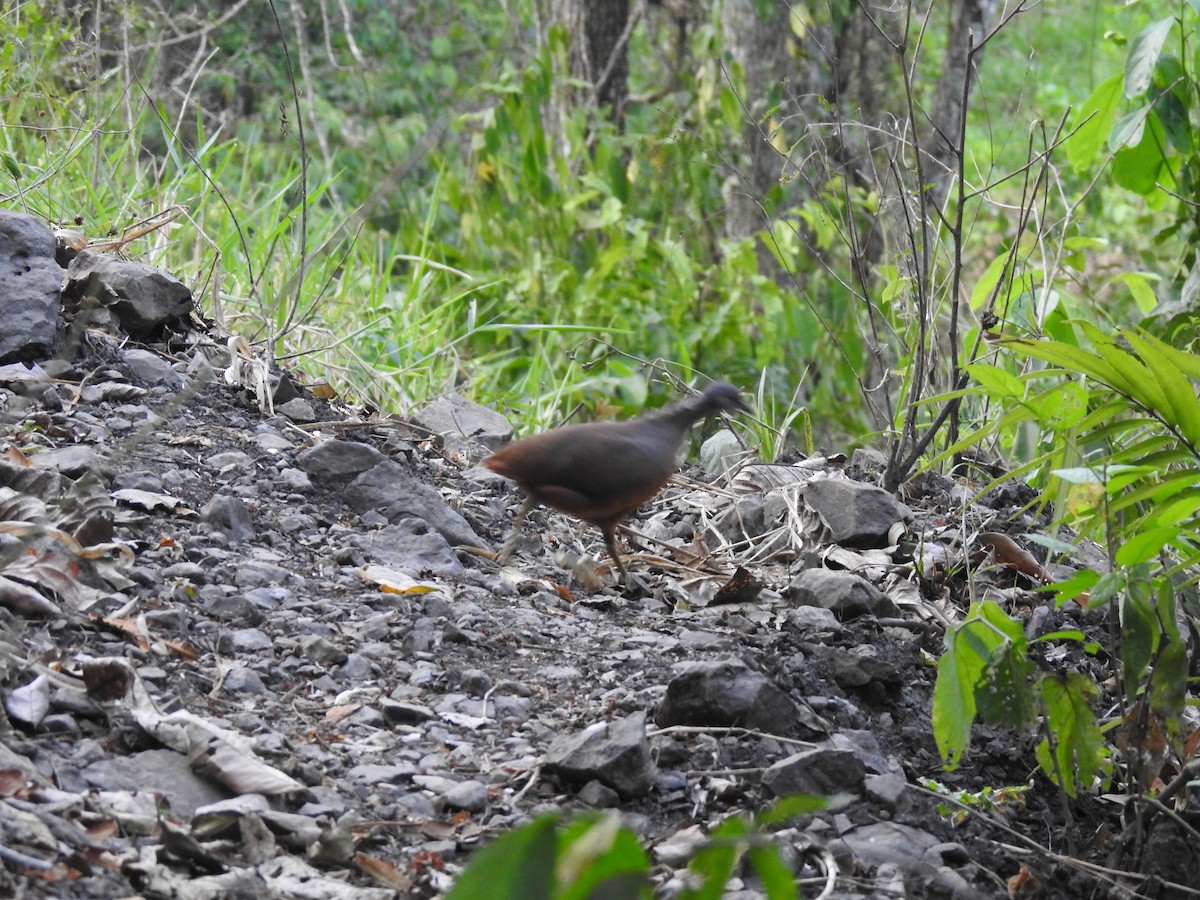 Little Tinamou - Alex  Matute