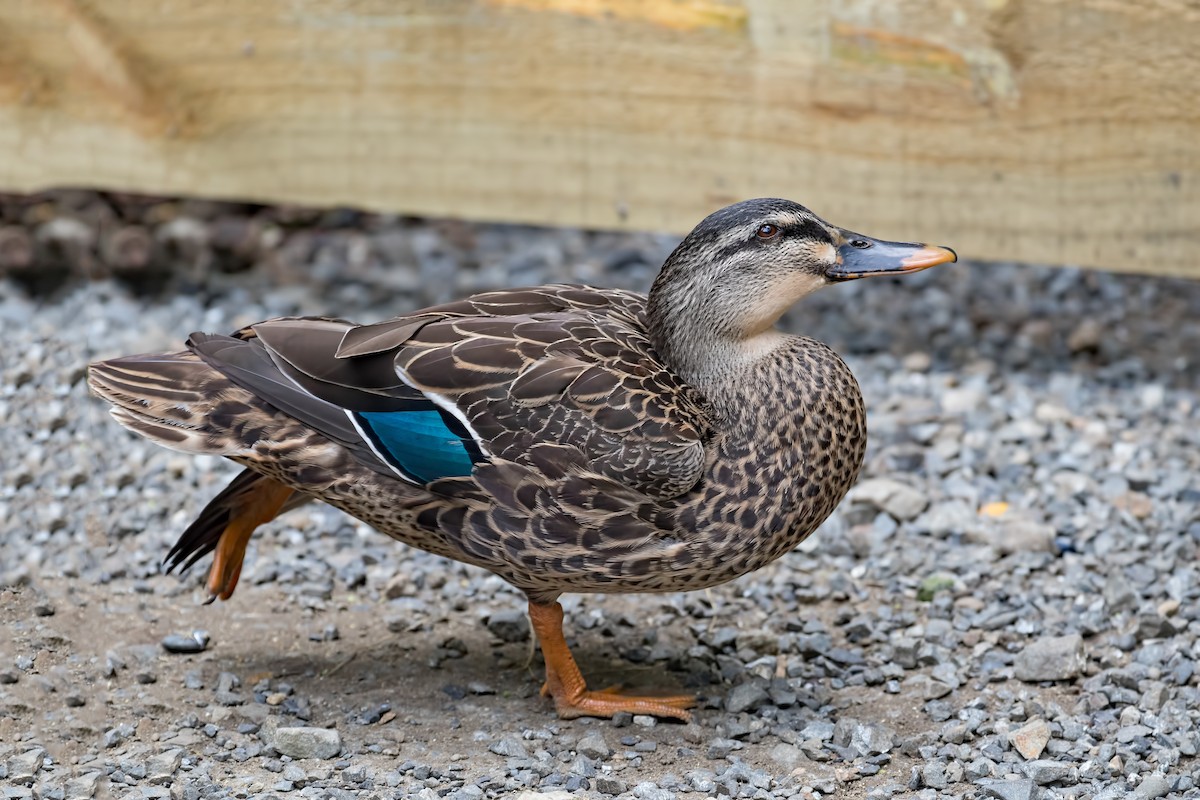 Pacific Black Duck x Mallard (hybrid) - Julie Clark