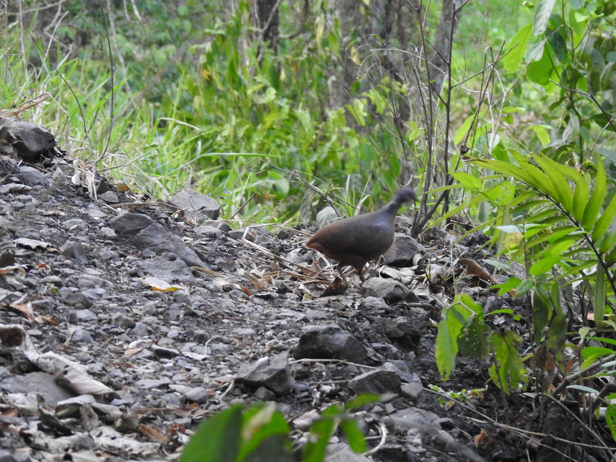 Little Tinamou - Alex  Matute