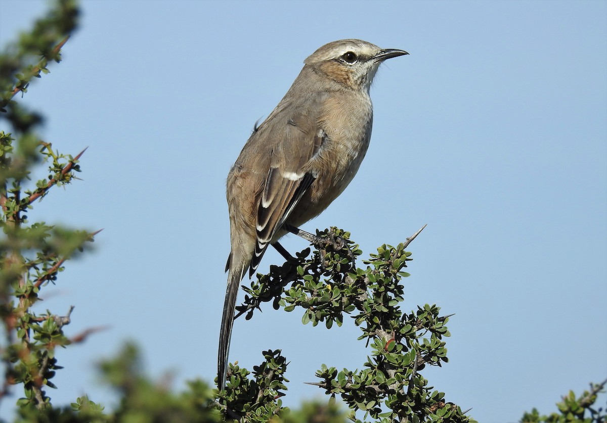 Patagonian Mockingbird - ML92909081