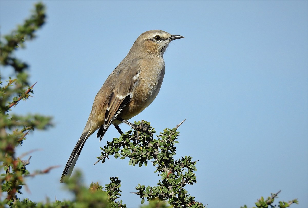 Patagonian Mockingbird - Pablo Alejandro Pla