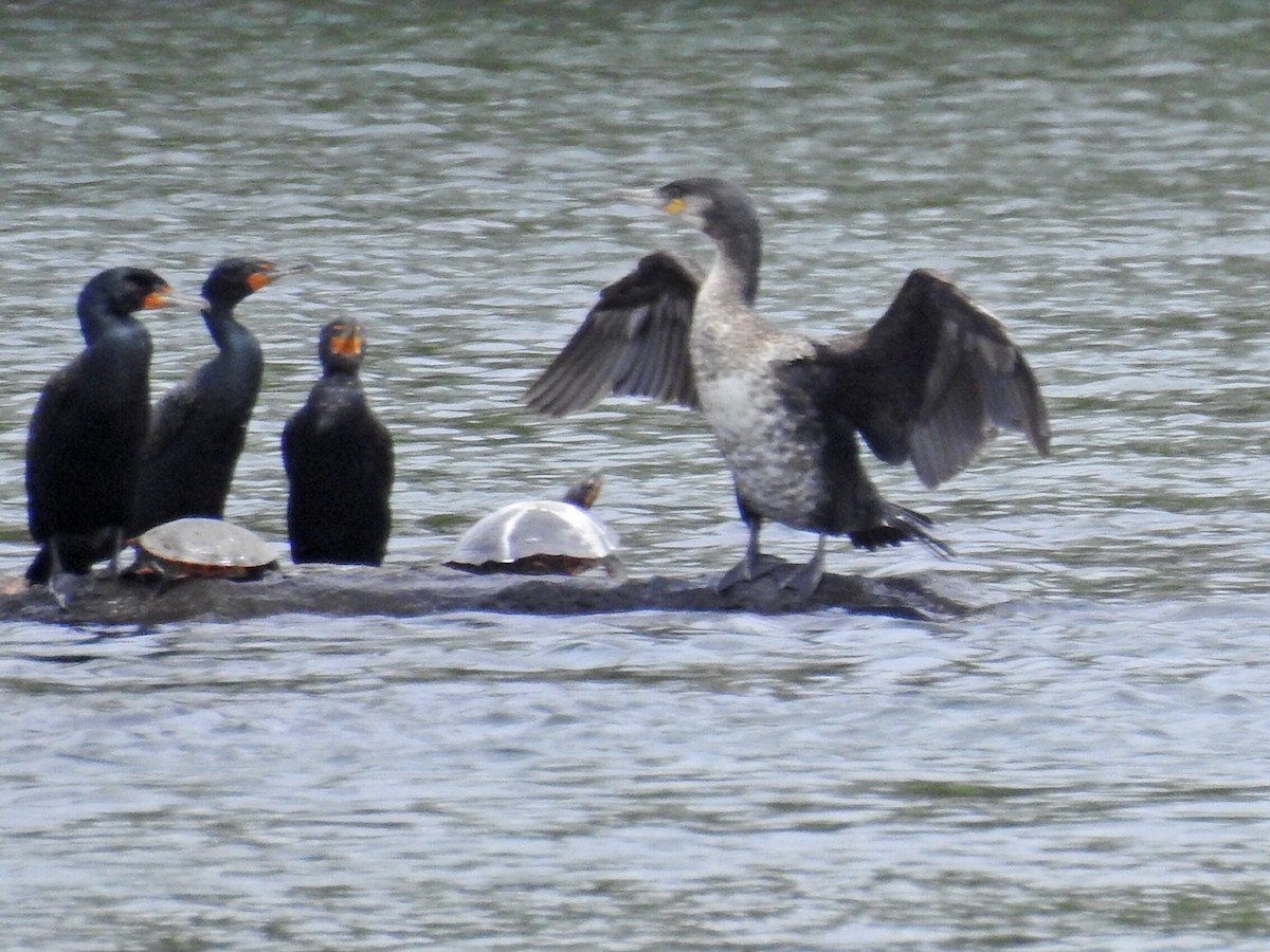 Great Cormorant - ML92910441