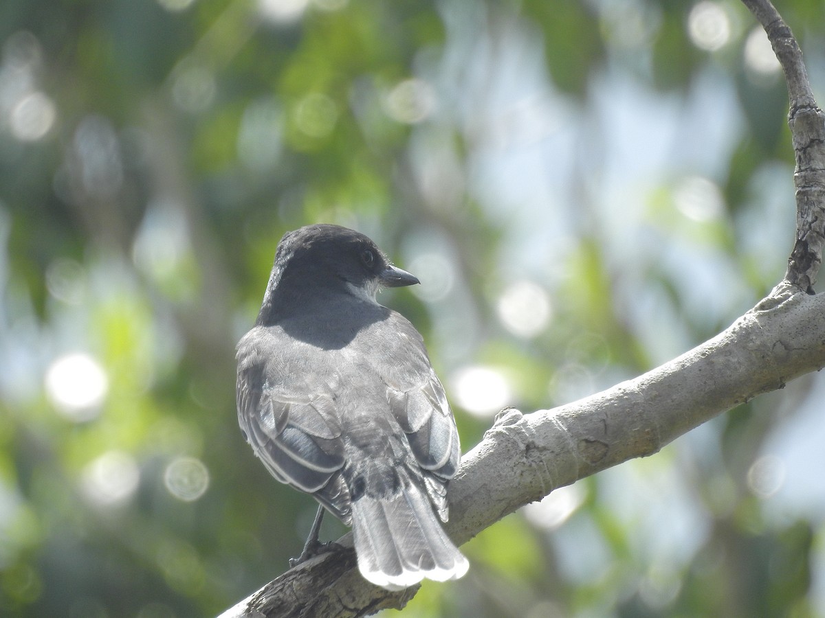 Eastern Kingbird - ML92911101