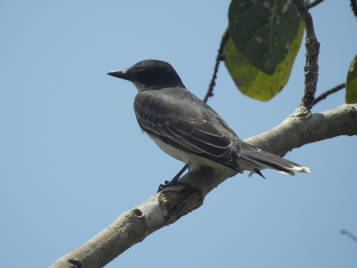 Eastern Kingbird - ML92911111