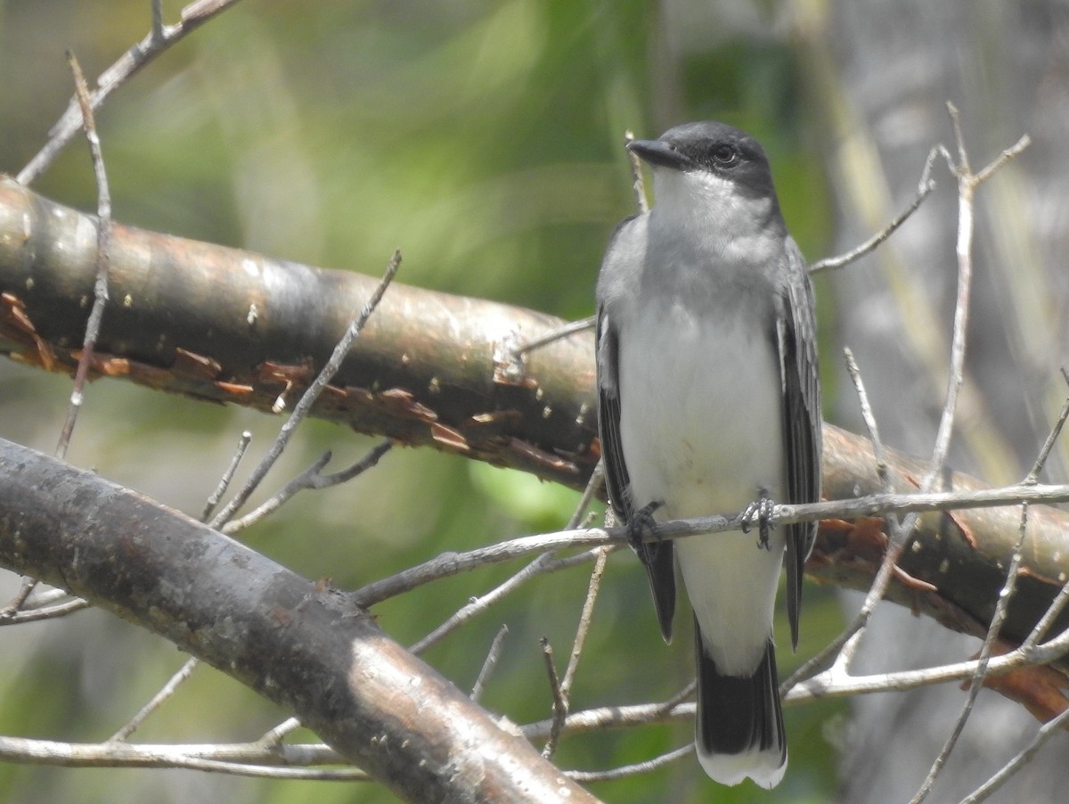 Eastern Kingbird - ML92911151