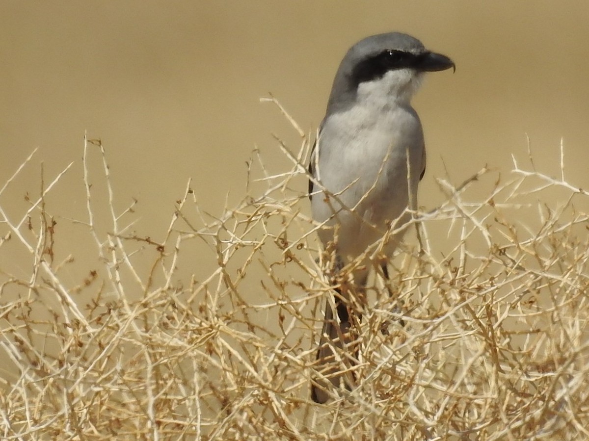 Loggerhead Shrike - ML92912851