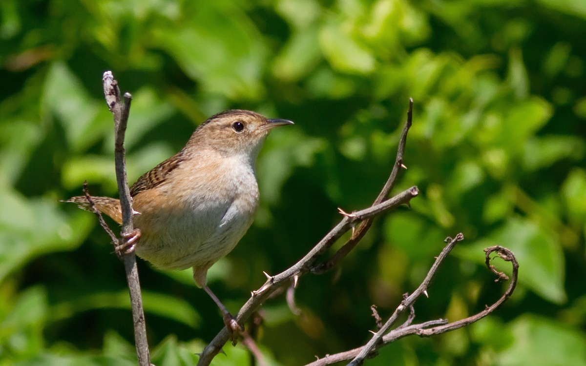 Sedge Wren - Mark R Johnson