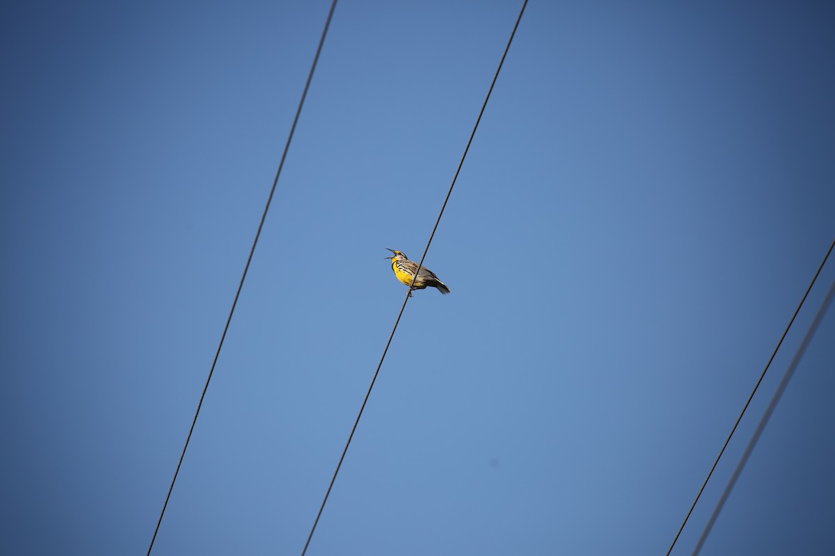 Eastern Meadowlark - ML92918191