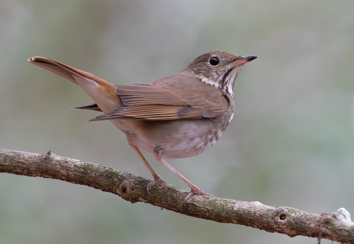 Hermit Thrush - ML92919021